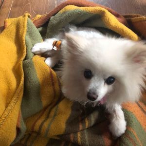 Meet your Posher, Rhonda